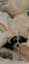 Lost Female Dog last seen Ravines, Middleburg, FL 32068