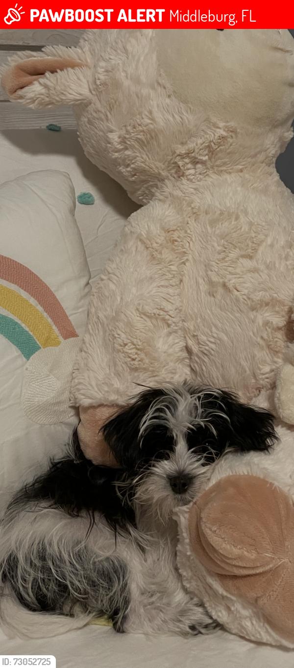 Lost Female Dog last seen Ravines, Middleburg, FL 32068