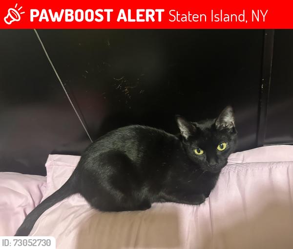Lost Female Cat last seen Near parkhill Avenue , Staten Island, NY 10304