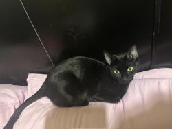 Lost Female Cat last seen Near parkhill Avenue , Staten Island, NY 10304