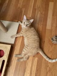 Lost Female Cat last seen Mountain Club apmts, in the woods behind the pool, Morris Plains, NJ 07950