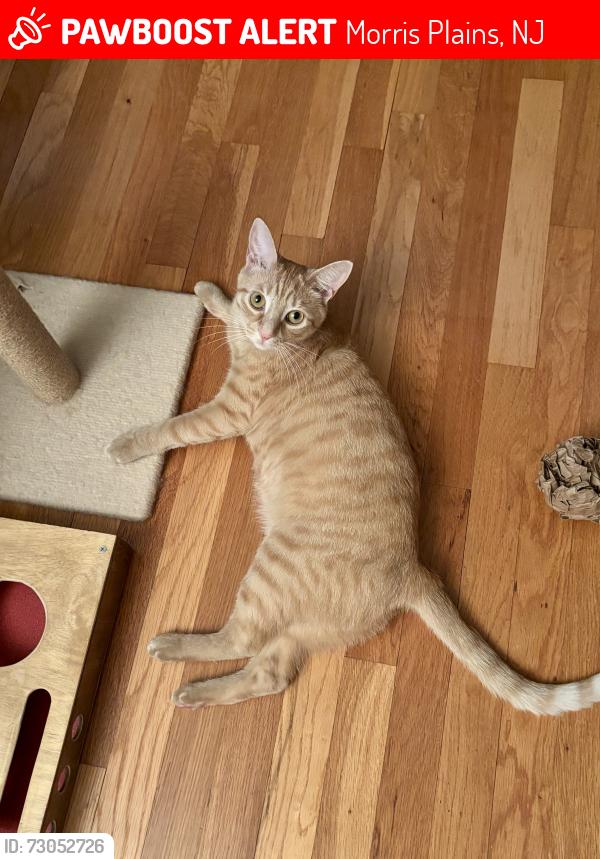 Lost Female Cat last seen Mountain Club apmts, in the woods behind the pool, Morris Plains, NJ 07950