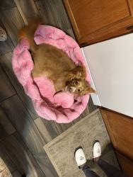 Reunited Female Dog last seen Rockcliff rd se and brannen rd, Atlanta, GA 30316