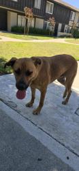 Found/Stray Unknown Dog last seen Katella and Knott st, Stanton, CA 90680