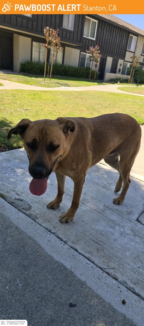 Found/Stray Unknown Dog last seen Katella and Knott st, Stanton, CA 90680