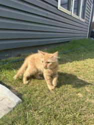 Found/Stray Male Cat last seen Balboa parkway, Clayton, Clayton, NC 27520