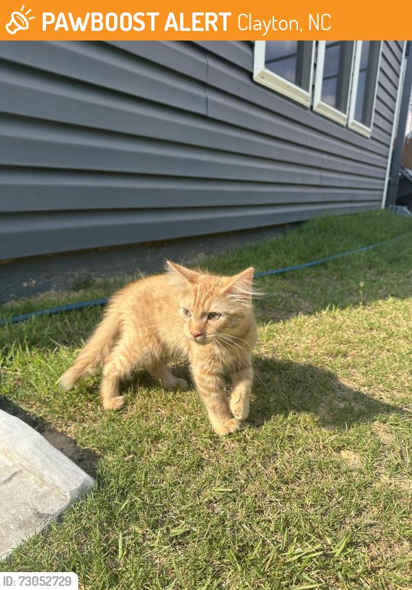 Found/Stray Male Cat last seen Balboa parkway, Clayton, Clayton, NC 27520