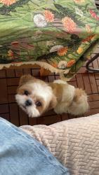Lost Male Dog last seen Meridian st, chino,CA, Chino, CA 91708