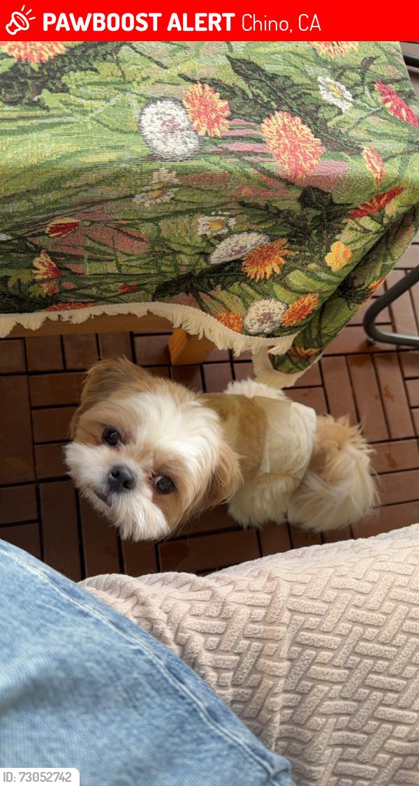 Lost Male Dog last seen Meridian st, chino,CA, Chino, CA 91708