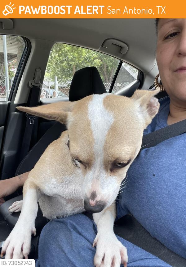 Found/Stray Female Dog last seen Charlotte, San Antonio, TX 78225
