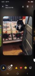Lost Female Cat last seen STRD 26 E. &  S PLANK ST,  BEHIND BP GAS STATION, Sandwich, IL 60548