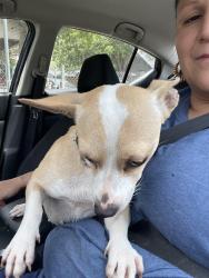 Found/Stray Female Dog last seen Charlotte, San Antonio, TX 78225