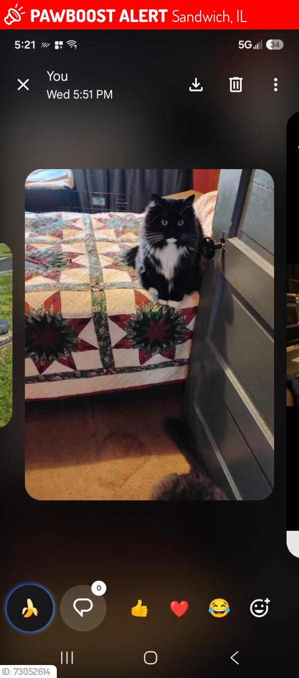 Lost Female Cat last seen STRD 26 E. &  S PLANK ST,  BEHIND BP GAS STATION, Sandwich, IL 60548