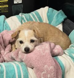 Reunited Female Dog last seen Near Tonopah Ave, La Puente, CA 91744, USA, La Puente, CA 91744