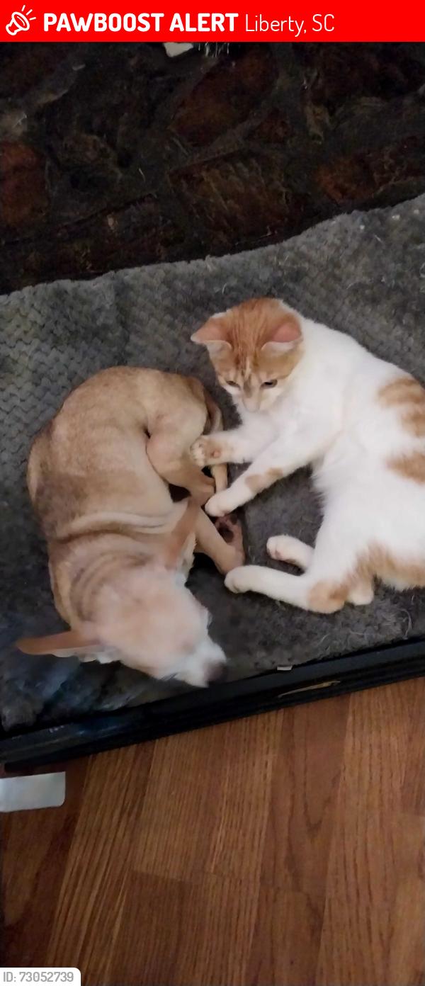 Lost Male Cat last seen Near church of God prophecy on black bottom road, Liberty, SC 29657