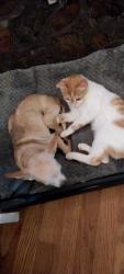 Lost Male Cat last seen Near church of God prophecy on black bottom road, Liberty, SC 29657