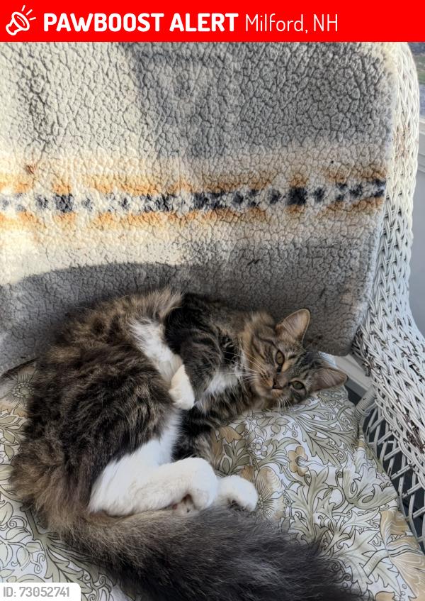 Lost Female Cat last seen Oak St Milford,NH, Milford, NH 03055