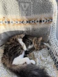 Lost Female Cat last seen Oak St Milford,NH, Milford, NH 03055