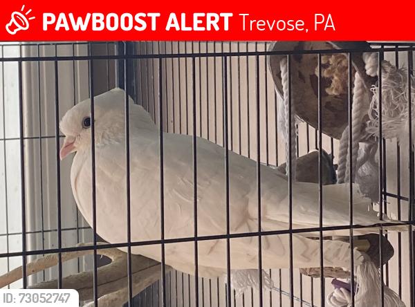 Lost Male Bird last seen Buck Hotel, Trevose, PA 19053