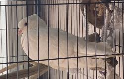 Lost Male Bird last seen Buck Hotel, Trevose, PA 19053
