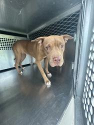 Shelter Stray Female Dog last seen Near W FULLER AVE, South District, , 355 Hillshire Dr, Haslet, TX 76052, USA