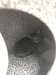 Shelter Stray Male Cat last seen Near Block Of Christie, EVERMAN, TX, 3961 Bluebell Dr, Everman, TX 76140, USA