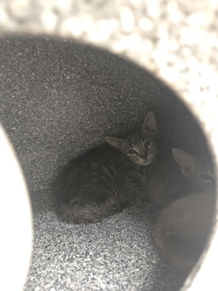 Shelter Stray Male Cat last seen Near Block Of Christie, EVERMAN, TX, 3961 Bluebell Dr, Everman, TX 76140, USA