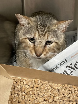Shelter Stray Male Cat last seen Near E. Center St., Duncanville, TX, 1150 E Pleasant Run Rd, Cedar Hill, TX 75104, USA
