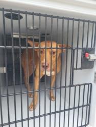 Shelter Stray Male Dog last seen Near Carlton cir, Palmetto, GA, 1251 Fulton Industrial Blvd NW, Atlanta, GA 30336, USA