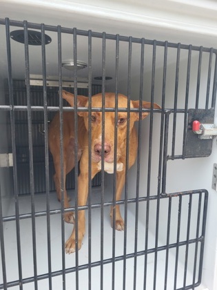 Shelter Stray Male Dog last seen Near Carlton cir, Palmetto, GA, 1251 Fulton Industrial Blvd NW, Atlanta, GA 30336, USA