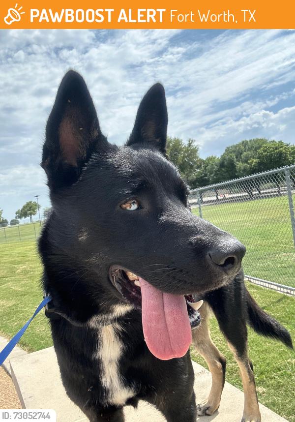 Found/Stray Male Dog last seen Near a lot hse but I found right there, Fort Worth, TX 76107
