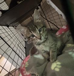 Shelter Stray Male Cat last seen Near Curran St, Atlanta, GA, 1251 Fulton Industrial Blvd NW, Atlanta, GA 30336, USA