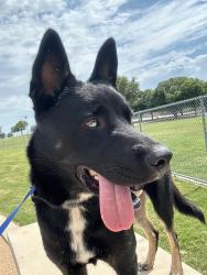 Found/Stray Male Dog last seen Near a lot hse but I found right there, Fort Worth, TX 76107