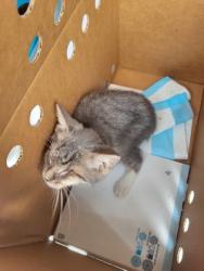 Shelter Stray Male Cat last seen Near old Milton pkwy, Milton, GA, 1251 Fulton Industrial Blvd NW, Atlanta, GA 30336, USA