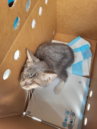 Shelter Stray Male Cat last seen Near old Milton pkwy, Milton, GA, 1251 Fulton Industrial Blvd NW, Atlanta, GA 30336, USA