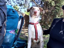 Lost Male Dog last seen Near 11 gas station, Golden, CO 80419