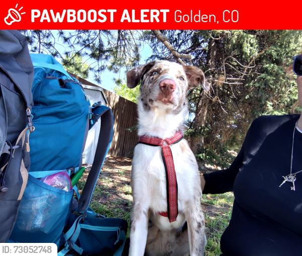 Lost Male Dog last seen Near 11 gas station, Golden, CO 80419