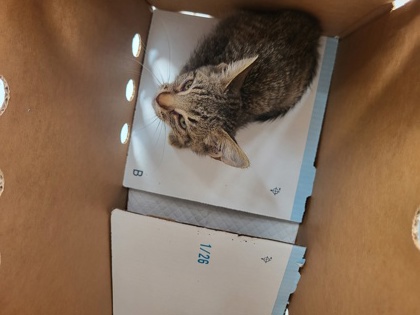 Shelter Stray Male Cat last seen Near old Milton pkwy, Milton, GA, 1251 Fulton Industrial Blvd NW, Atlanta, GA 30336, USA