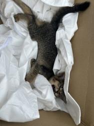 Shelter Stray Female Cat last seen Near Plasamour ave, Atlanta, GA, 1251 Fulton Industrial Blvd NW, Atlanta, GA 30336, USA