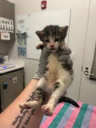 Shelter Stray Female Cat last seen E 79th St & Oldham Rd, 64138, 64138, MO, 7077 Elmwood Ave, Kansas City, MO 64132, USA