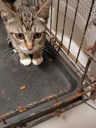 Shelter Stray Unknown Cat last seen Near Bell Ave, Atlanta, GA, 1251 Fulton Industrial Blvd NW, Atlanta, GA 30336, USA