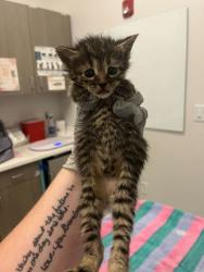 Shelter Stray Female Cat last seen E 79th St & Oldham Rd, 64138, 64138, MO, 7077 Elmwood Ave, Kansas City, MO 64132, USA