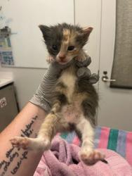 Shelter Stray Female Cat last seen E 79th St & Oldham Rd, 64138, 64138, MO, 7077 Elmwood Ave, Kansas City, MO 64132, USA