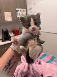 Shelter Stray Male Cat last seen E 79th St & Oldham Rd, 64138, 64138, MO, 7077 Elmwood Ave, Kansas City, MO 64132, USA