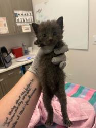 Shelter Stray Female Cat last seen E 79th St & Oldham Rd, 64138, 64138, MO, 7077 Elmwood Ave, Kansas City, MO 64132, USA