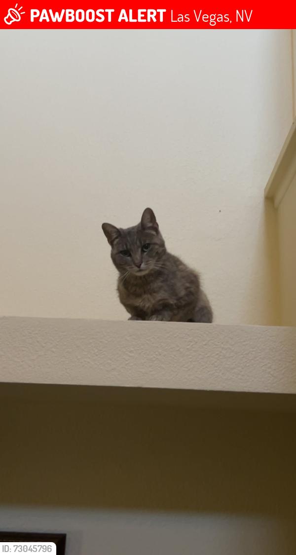 Lost Female Cat last seen Lone Mountain /Decatur, Las Vegas, NV 89130