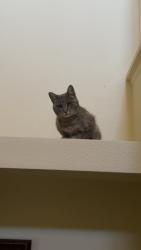 Lost Female Cat last seen Lone Mountain /Decatur, Las Vegas, NV 89130