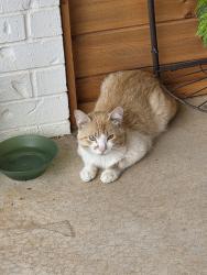 Found/Stray Male Cat last seen Sw 104th and May Ave, Oklahoma City, OK 73170
