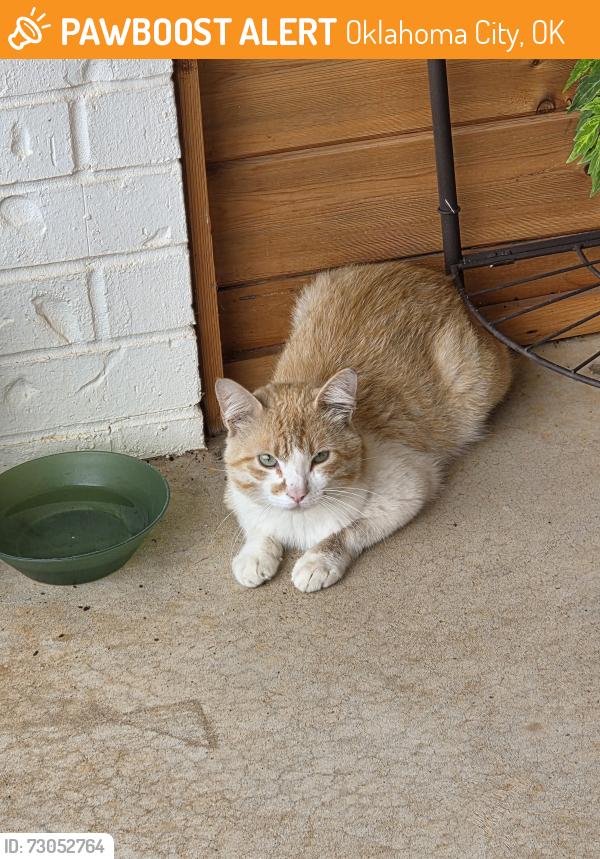 Found/Stray Male Cat last seen Sw 104th and May Ave, Oklahoma City, OK 73170