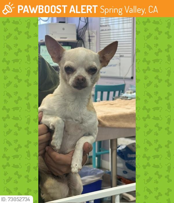 Found/Stray Female Dog last seen Near Grand Ave Spring Valley CA, Spring Valley, CA 91977